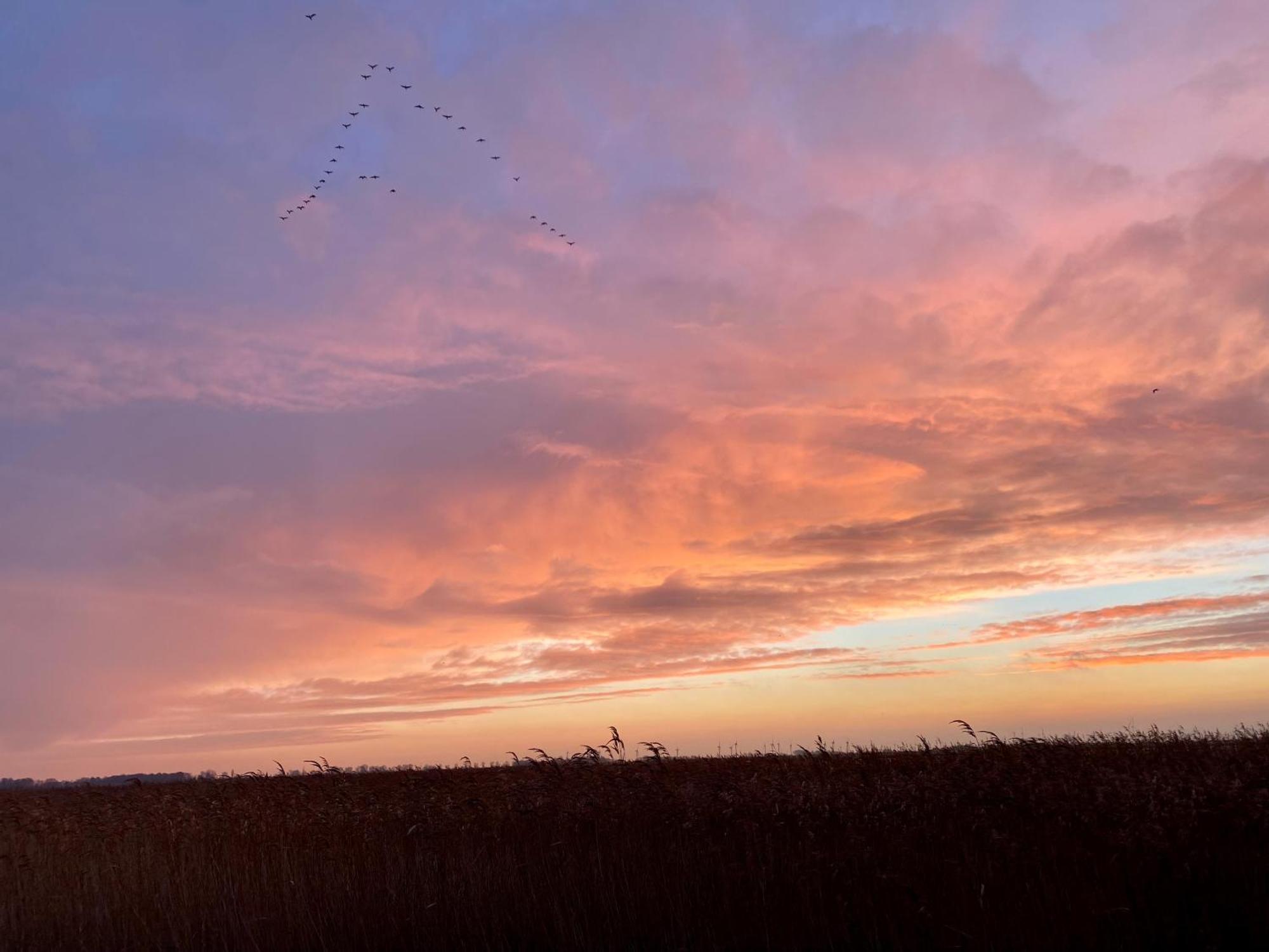 Deichkoje12 Direkt Am Eiderdeich Nur 7 Km Bis Zur Nordsee Und 20 Min Bis Sankt Peter Ording 通宁 外观 照片